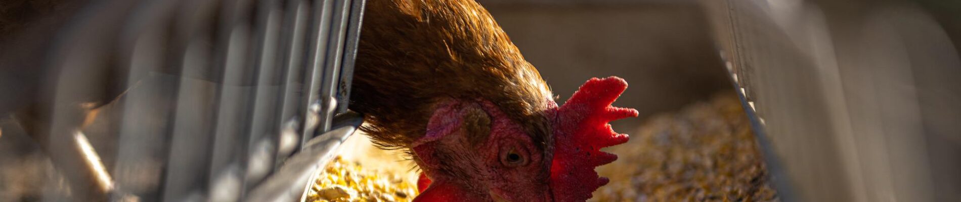 Valuation to obtain finance for feed manufacturer