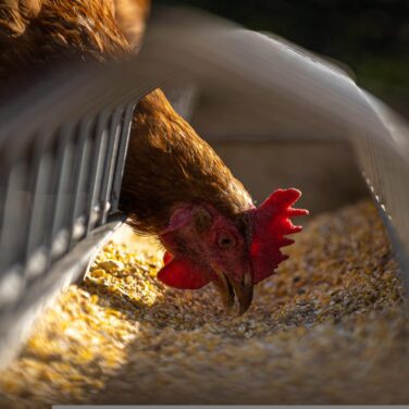 Hen pecking at Chicken Feed
